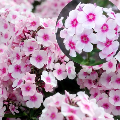 Phlox paniculata 'Europa' - Aed-leeklill 'Europa' P9/0,55L